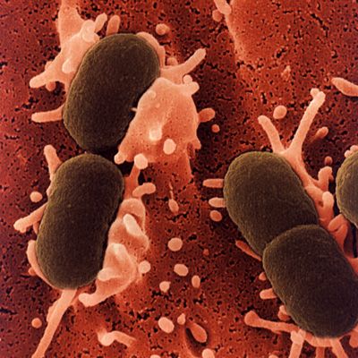 La epidemia por la 'E. coli' comienza a desbordar a hospitales alemanes