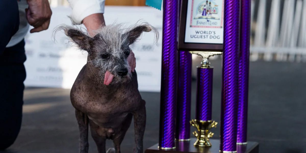 California ha elegido al perro más feo de 2023
