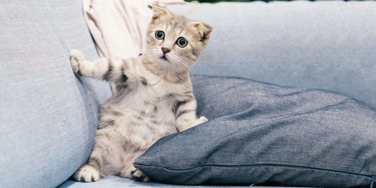 Hay un debate en la web sobre 3 frases en el lenguaje de los gatos a las que las mascotas realmente responden