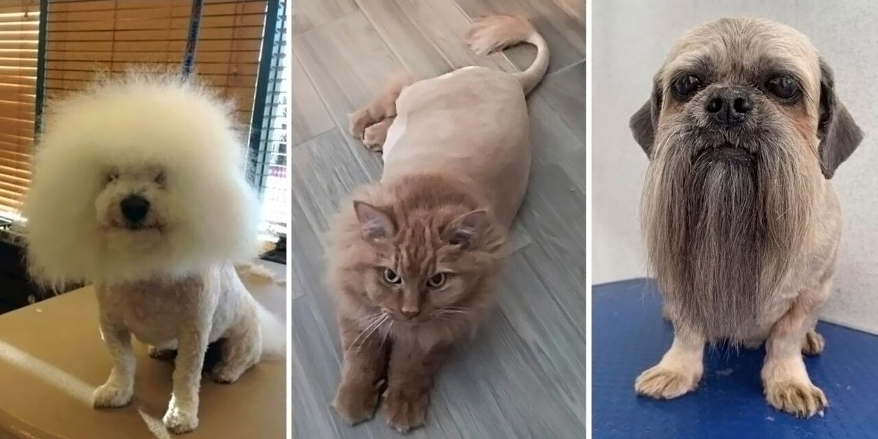 Usuarios de la red mostraron cortes de pelo fallidos de sus mascotas: 16 fotos