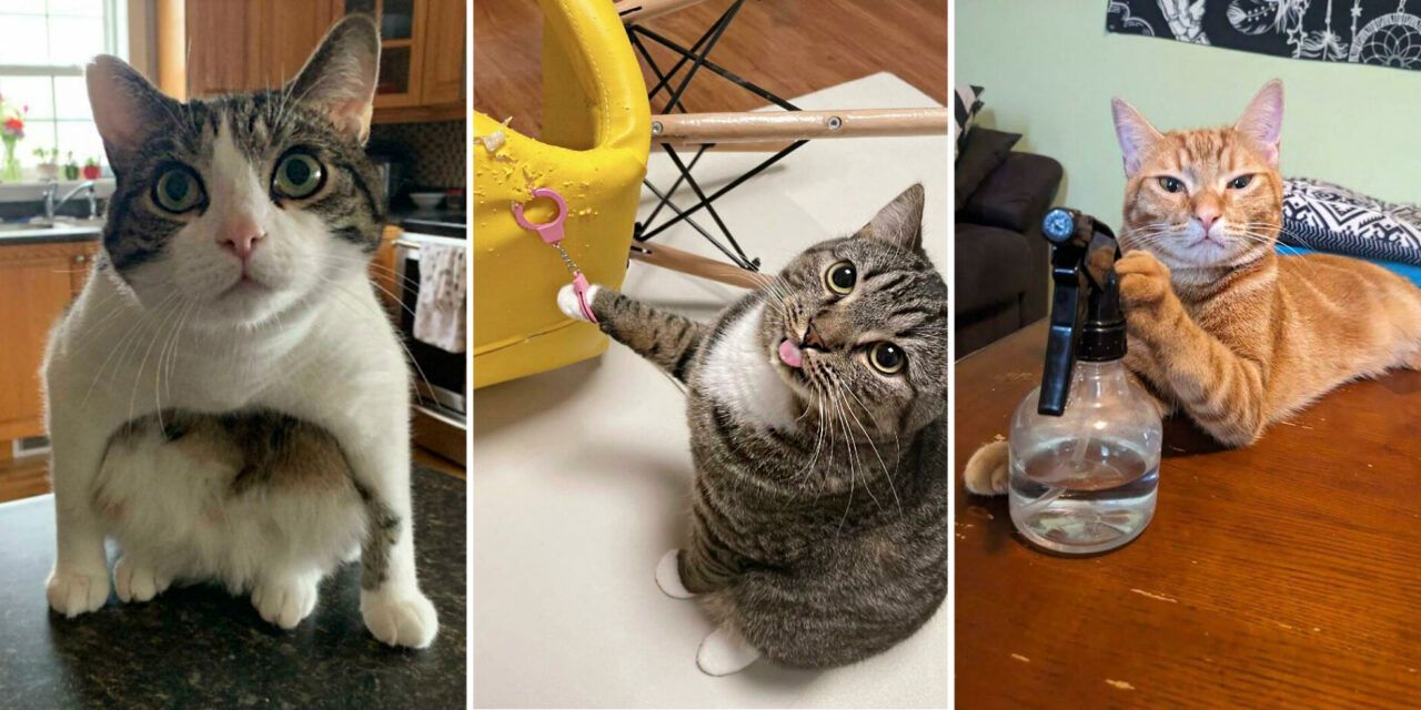 Los usuarios de la red han compartido divertidas fotos de sus gatitos. Muestra también a tus mascotas