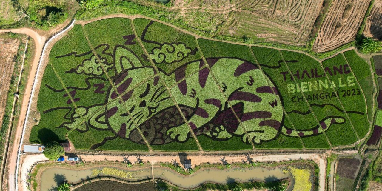 Un granjero tailandés crea enormes imágenes de gatos en campos de arroz