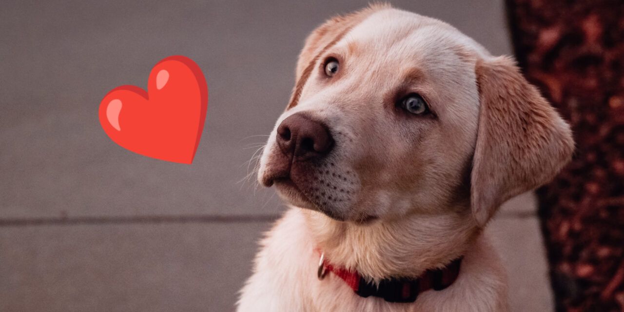 Una mujer enseñó a su perro a decir "te quiero". El vídeo ha sido visto por 74 millones de personas