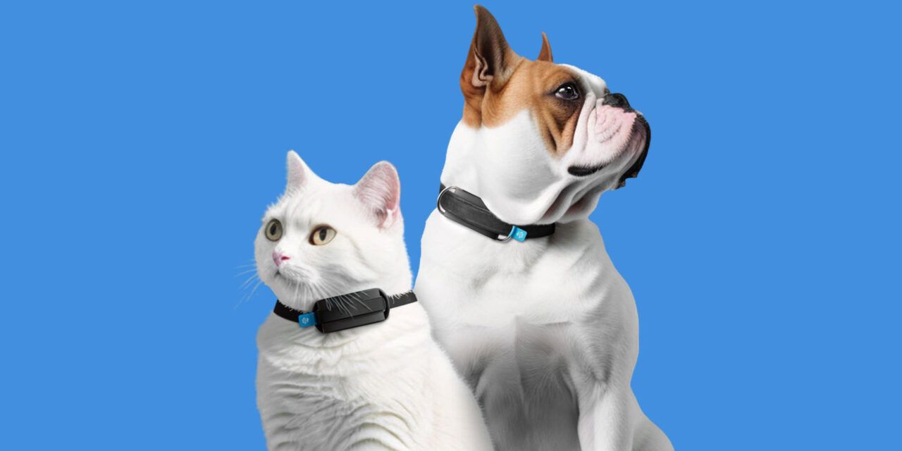 Invoxia presenta un rastreador de fitness para perros y gatos que controla la respiración y la frecuencia cardíaca.