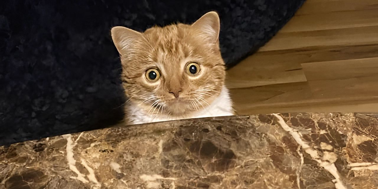 En la red se habla de un nuevo gato meme que "ha visto alguna mierda"