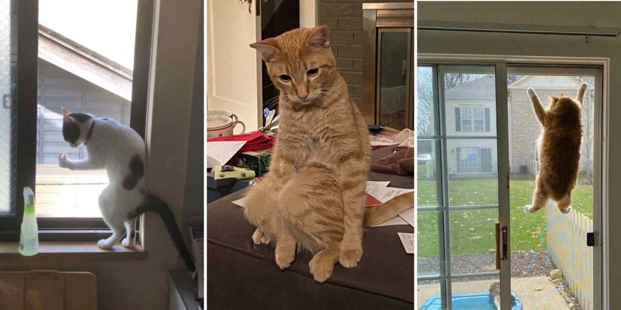 "¿Qué le pasa a tu gato?": 20 fotos graciosas de gatitos de los internautas