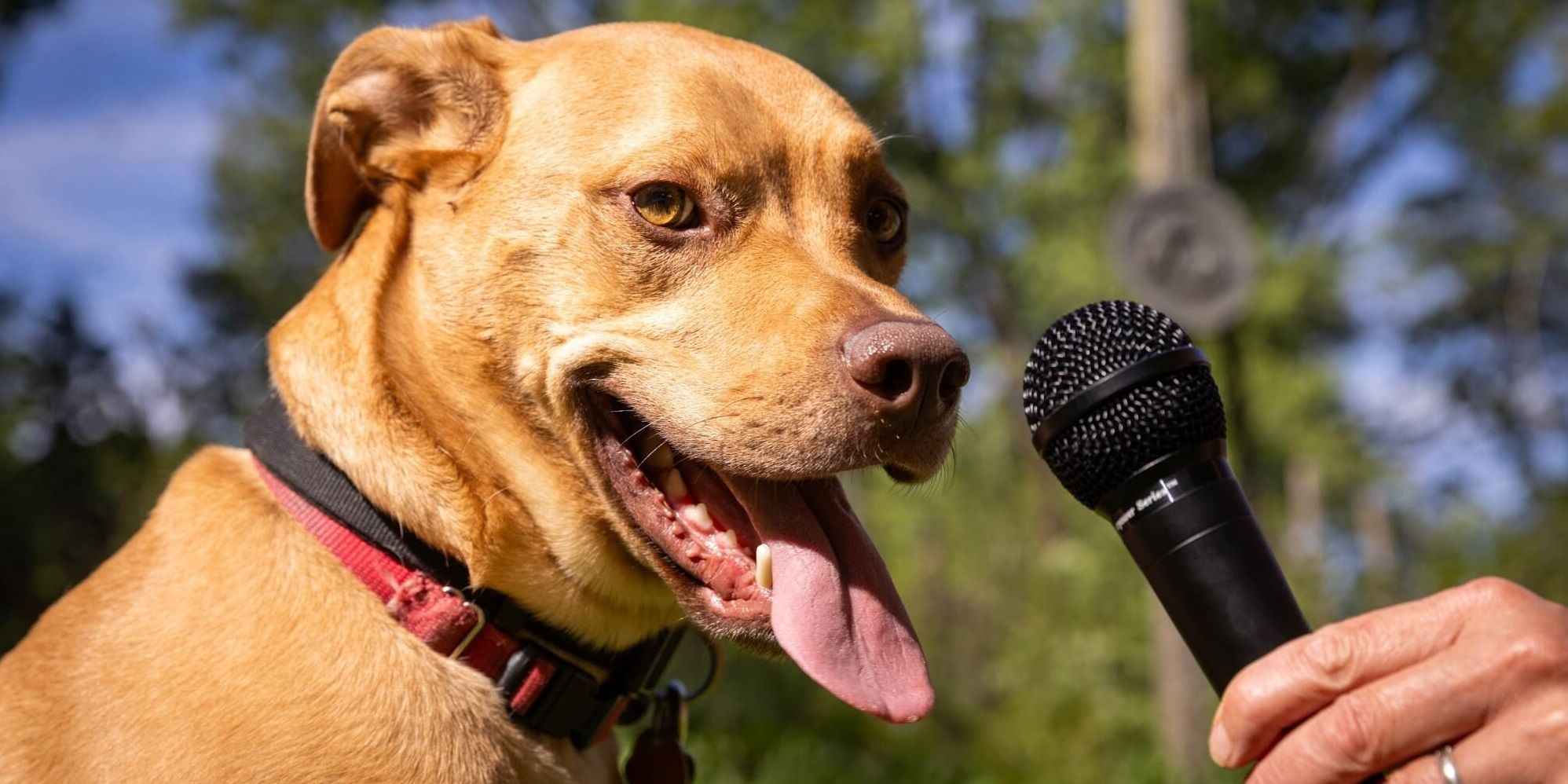 Ladridos con sentido: para entender el lenguaje canino, los investigadores entrenan a la IA con humanos
