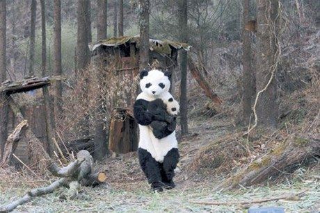 Un Panda Falso Protege a uno Real...!!!.. que cosas tiene la vida!!