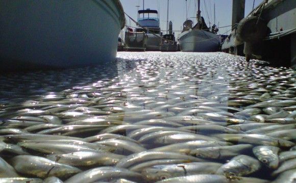 Insólito: Millones de peces Muertos en mulles de California..!!