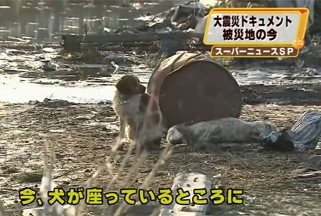 Video: Perro leal Japonés rescata otro perro..!!!