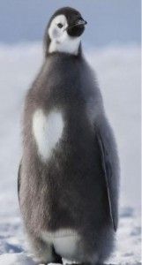 Un Pinguino con un Corazon en el Pecho...!!!