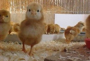 Pollos recién nacidos son más inteligentes que los humanos ante imágenes tipo Escher
