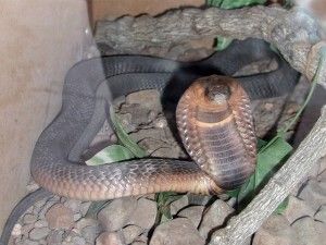 Informate: Cobra Fugitiva en NY tiene su Nombre