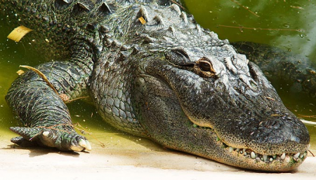 Insólito: Se metió en un río Lleno de cocodrilos para suicidarse