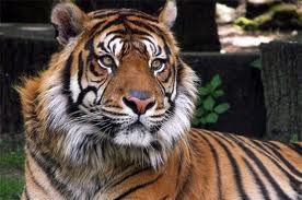 Video: Tigre se ahoga con Pedazo de Carne