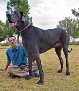 "George", el perro más grande de la historia