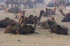 Camello Provoca Accidente y deja 12 Muertos y 22 Heridos