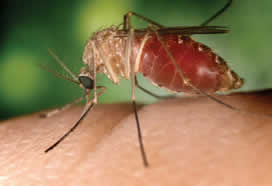 Illinois: Registra Mosquitos Portadores del Virus del Nilo Occidental.