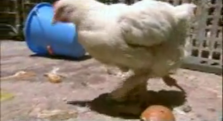 Video: un pollo con 4 patas