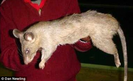 Ratas gigantes se comieron a dos bebés en el sur de África