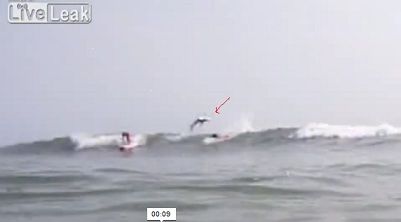 Video: momento en que tiburon salta sobre un surfista