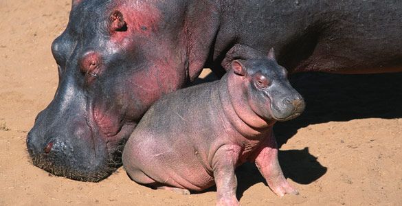 ¿Porqué los hipopótamos sudan color rosa?