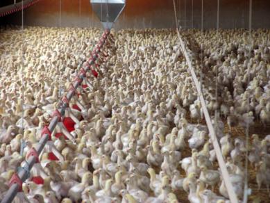 Mueren 11 mil pollos en una granja de España