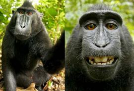 Monos robaron cámara y se tomaron fotos a sí mismos