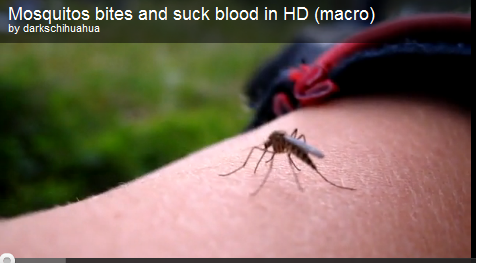 Picadura de Mosquito en HD
