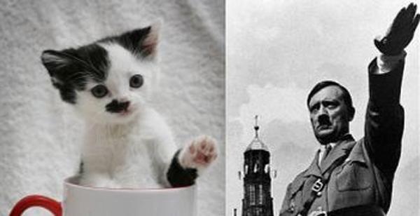 Kitler gato rechazado por parecido a Hitler