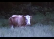 Vaca se fuga y regresa a los 4 meses