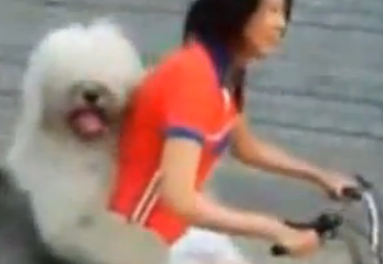 Vídeo del perro que pasea en bicicleta