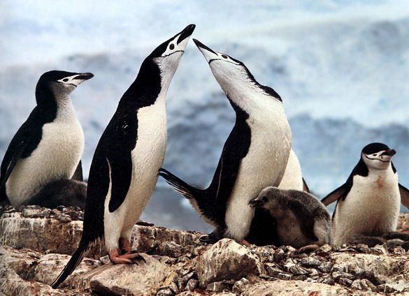 Pareja de pinguinos gays recibe un polluelo adoptado