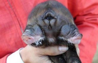 Increíble nace un cerdo con dos cabezas