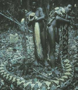 Las increíbles serpientes devorahombres