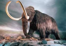Clonarán un mamut