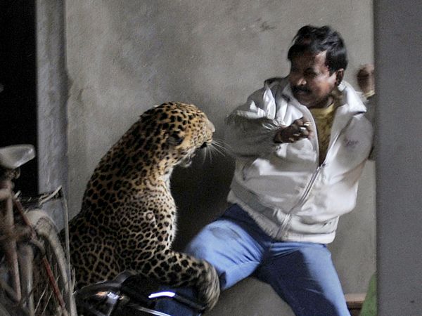 En la India: Se escapa un leopardo y ataca a los indios