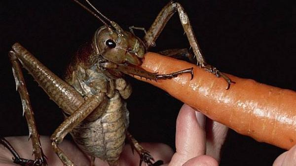 La foto del insecto mas grande del mundo