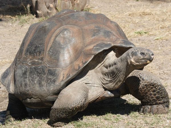 Hallan restos de una súper tortuga de hace 150 años